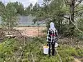 Women picking mushrooms near Lithuania - Belarus border fence in Marcinkonys Eldership