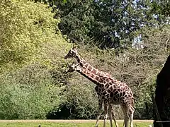 Woodland Park Zoo Giraffes