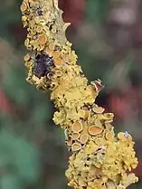 foliose: Xanthoria parietina