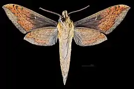 Xylophanes nabuchodonosor ♂   △