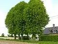 Tilia trees